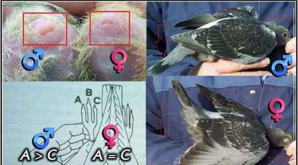 Как отличить гoлyбя от гoлyбки - советы как определить пол гoлyбя + фото