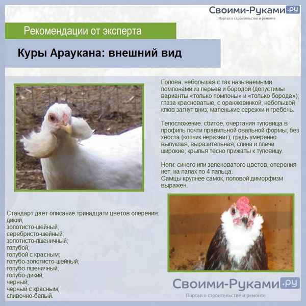 Порода кур Араукана - фото и описание породы, выращивание и уход