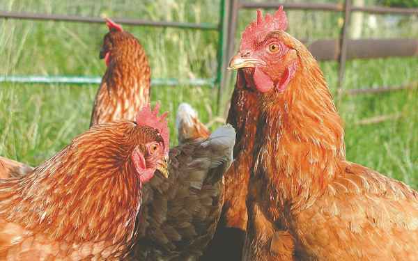 Сколько лет живет курица в домашних условиях в среднем?