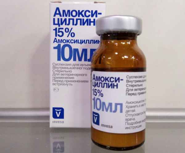 Амоксициллин: инструкция по применению для животных в ветеринарии