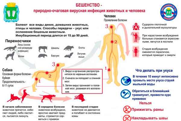 Бешенство у животных — признаки и симптомы вируса у домашних и с/х животных, меры профилактики