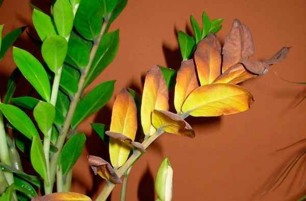 Замиокулькас - желтеют листья: почему и что делать (видео)