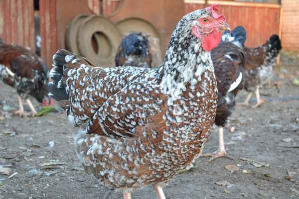 Ливенские куры - фото и описание ливенской ситцевой породы кур, отзывы, хаpaктеристики