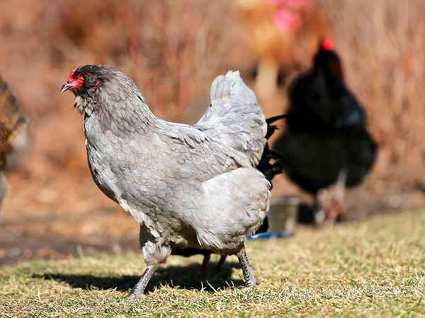Амераукана порода кур - описание и фото, отзывы фермеров