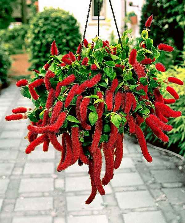 Акалифа: фото, уход в домашних условиях