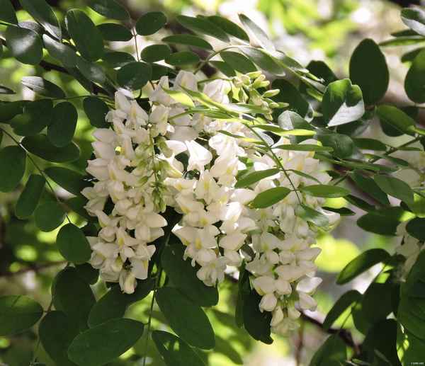 Виды акации: сорта и разновидности, их фото, названия и описание