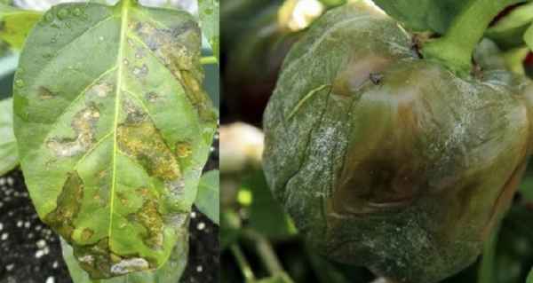 Болезни сладкого перца: фото с описанием и их лечение