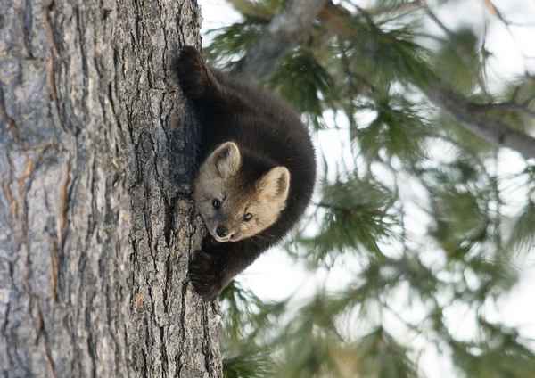 Баргузин (животное) - фото, где живет, чем питается