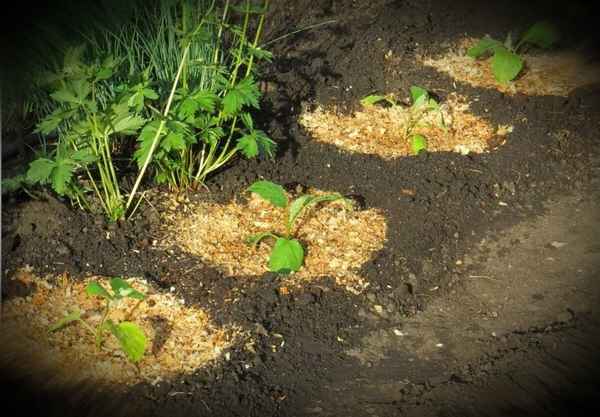 Опилки как удобрение в огороде - правила использования