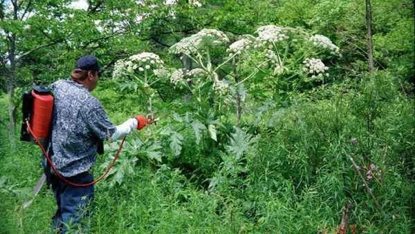 Как избавиться от борщевика на участке - лучшие средства и советы как бороться с борщевиком, фото