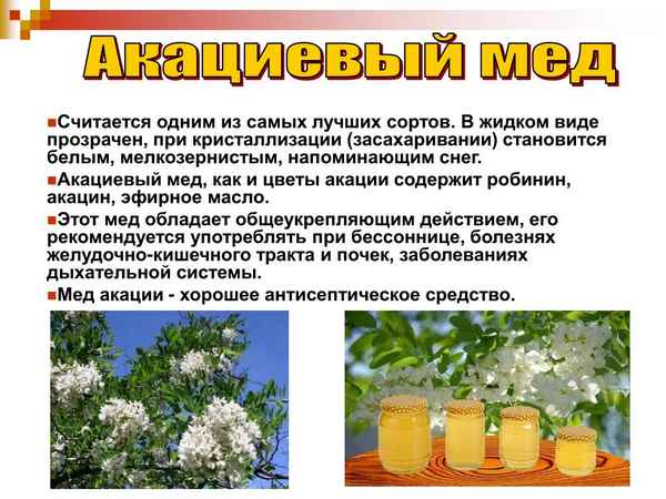Мед акации: полезные свойства и противопоказания