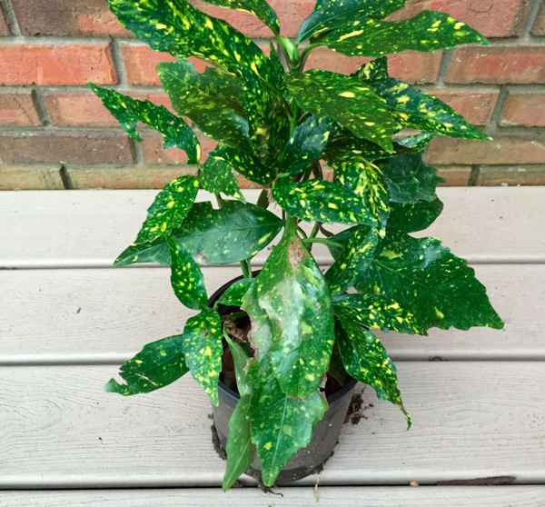 Аукуба японская - фото, уход в домашних условиях, размножение, пересадка