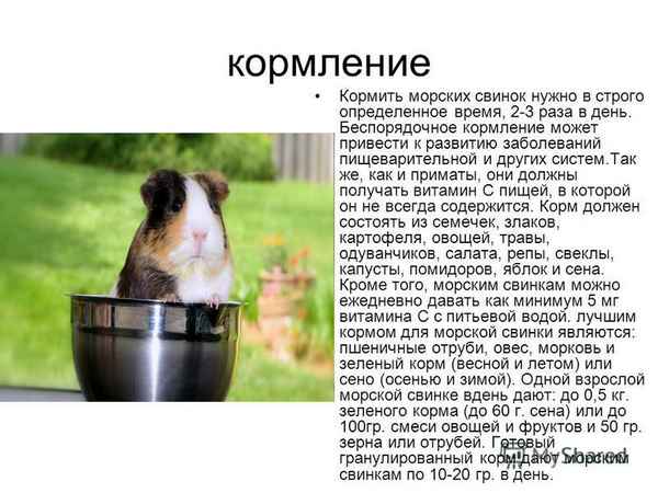 Чем кормить морскую свинку – правильный корм при уходе в домашних условиях