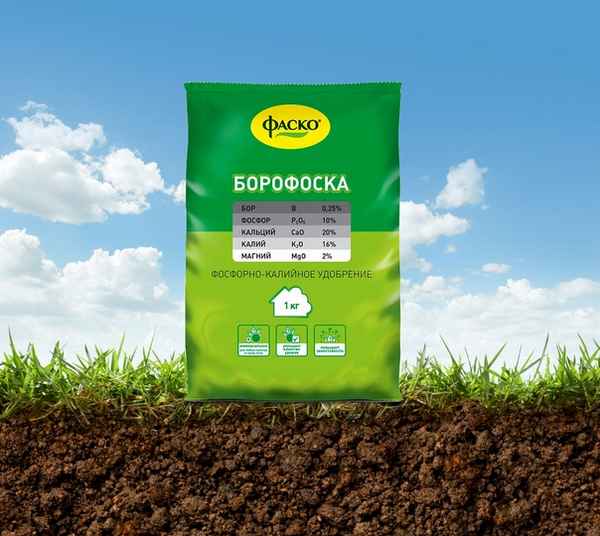 Удобрение борофоска: правила применения на огороде
