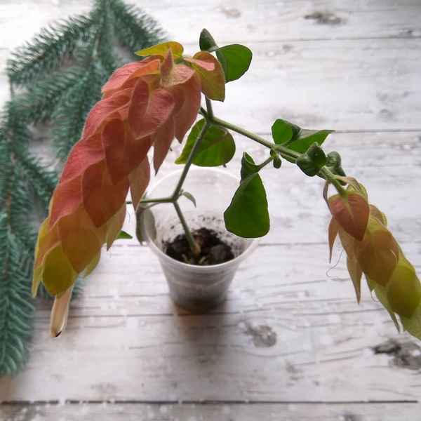 Белопероне: уход в домашних условиях и размножение, фото