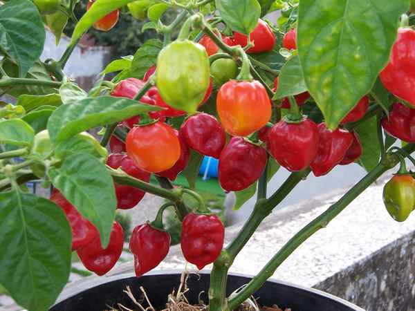 Перец Хабанеро: описание и хаpaктеристики сорта, фото, особенности выращивания и ухода