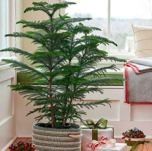 Араукария (комнатная ель): уход в домашних условиях, размножение черенками и пересадка