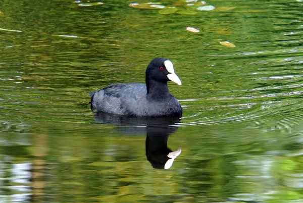 Птица лысуха: фото, описание, места обитания