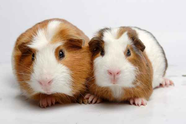 Сколько лет живут морские свинки – продолжительность жизни в домашних условиях