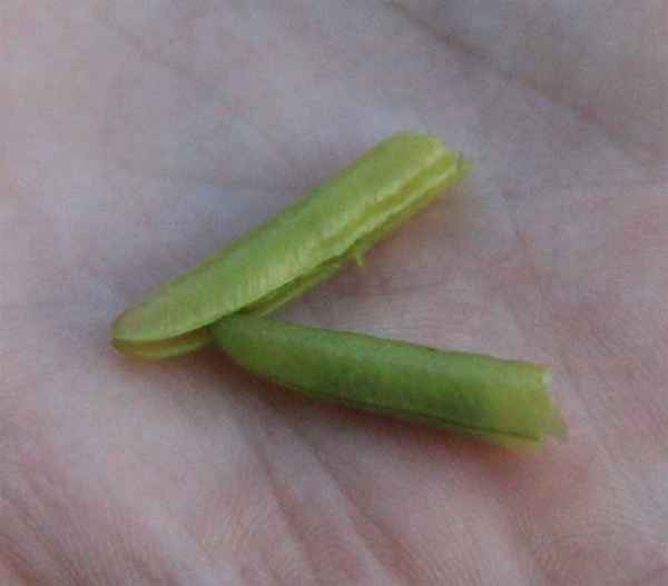 Как сделать свистульку из акации - пошаговая инструкция с фото и видео