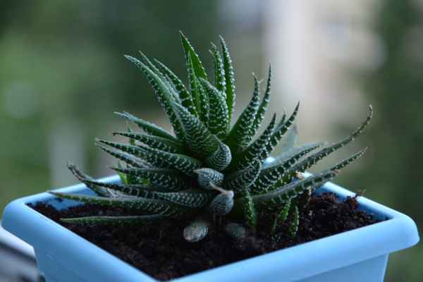 Хавортия - уход в домашних условиях, виды, фото и названия, размножение