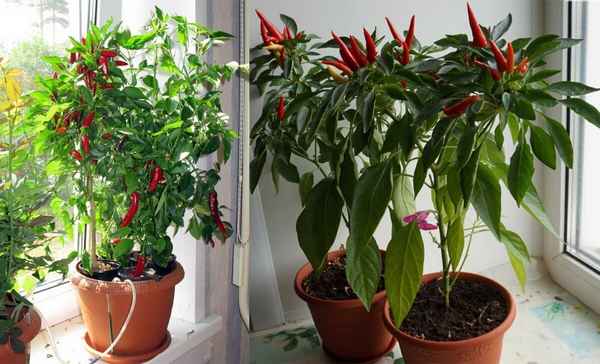 Перец чили: фото, вред и польза, выращивание в домашних условиях на подоконнике