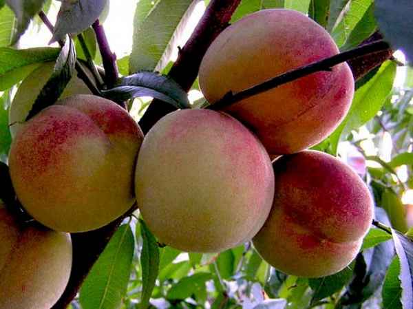 Персик Гринсборо: описание сорта, фото, отзывы