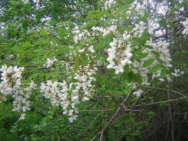 Белая акация: посадка, выращивание и уход в Подмосковье, фото и видео