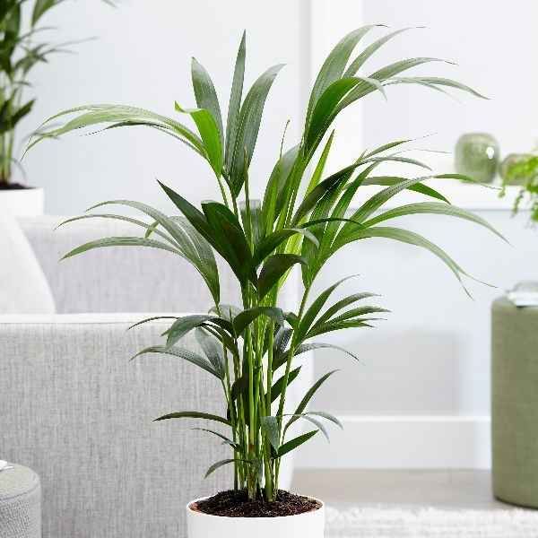 Пальма Ховея - уход в домашних условиях, фото