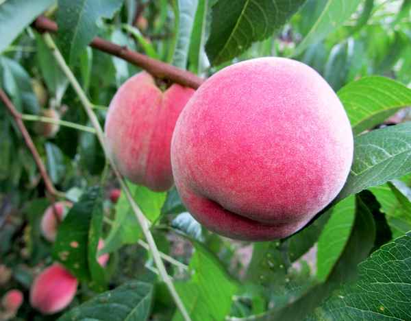 Персик киевский ранний - описание, фото сота, отзывы