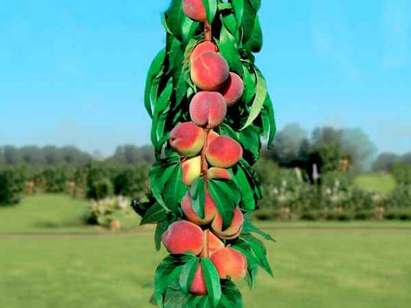 Персик колоновидный: описание сортов с фото, особенности выращивания и ухода