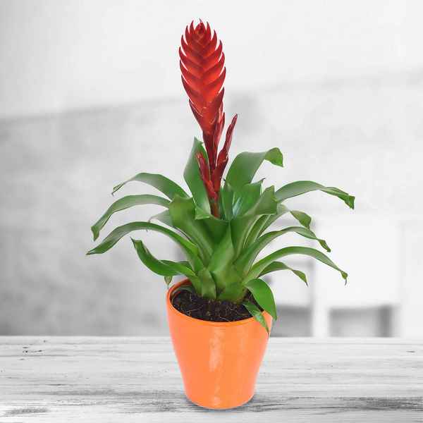 Вриезия - уход в домашних условиях, фото сортов, размножение комнатного растения