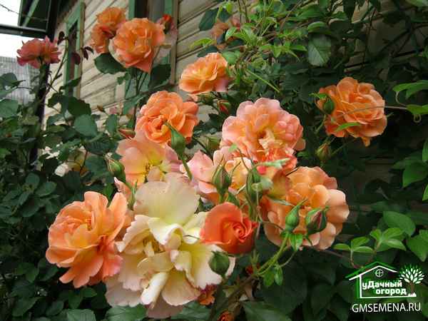 Роза Вестерленд - фото и описание, отзывы