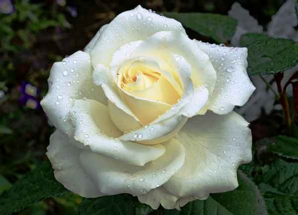 Белые розы - сорта с фото и названиями, описанием и хаpaктеристиками