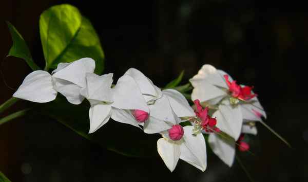 Клеродендрум (томпсона, угандийский, филиппинский) - уход в домашних условиях, приметы и суеверия, фото