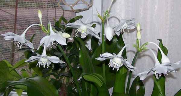 Эухарис - уход в домашних условиях, фото, размножение, болезни, приметы и суеверия