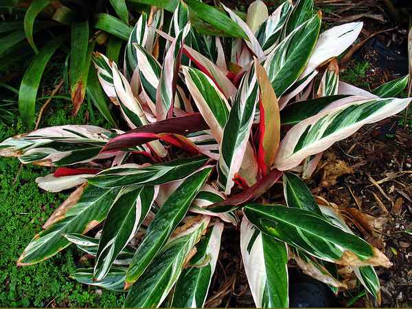 Строманта - уход в домашних условиях, фото и названия видов и сортов, размножение