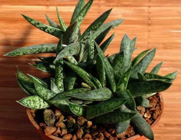 Гастерия - виды, фото, названия, уход в домашних условиях