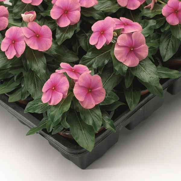 Катарантус - уход в домашних условиях, фото цветов