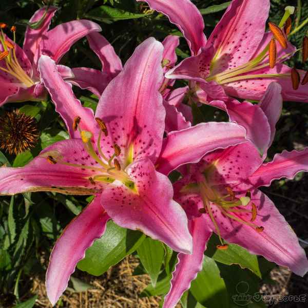 Сорта лилий - фото с названиями и описанием, хаpaктеристики, отзывы