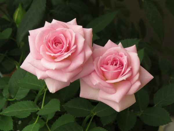 Розовые розы - сорта с фото и названиями