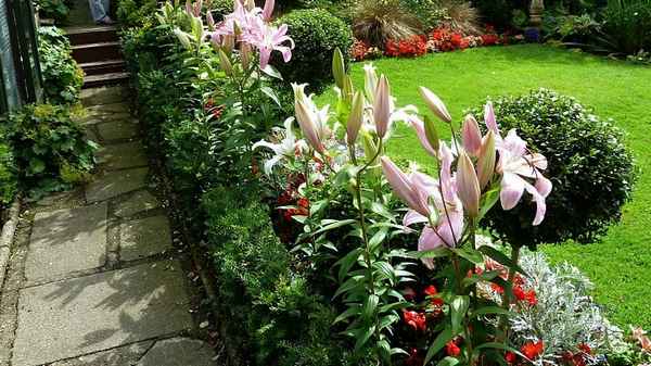 Черная лилия: посадка уход и выращивание в открытом грунте поведения в ландшафтном дизайне, фото