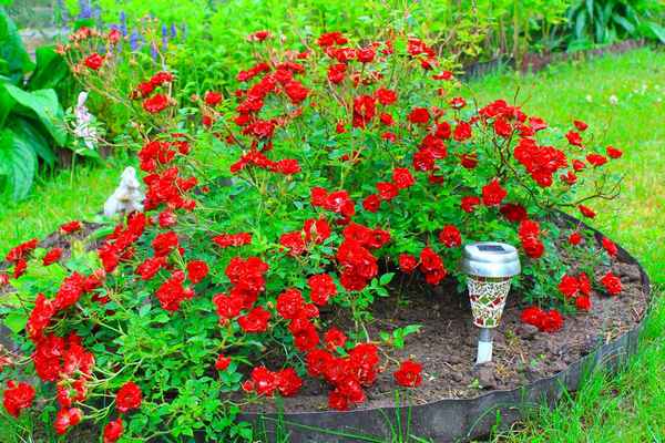 Роза фейри почвопокровная: посадка и уход в открытом грунте, фото сортов, размножение, выращивание