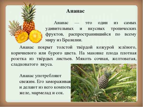 Ананас это фрукт, ягода или овощ