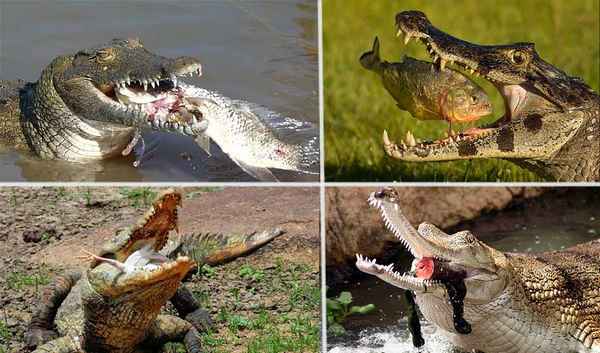 Содержание домашних крокодилов - чем питаются, сколько живут и сколько зубов у крокодила
