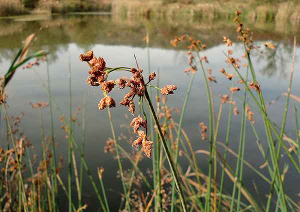 Как выглядит камыш (табернемонтана, лесной, озерный) - фото и описание растения, приметы и можно ли держать дома