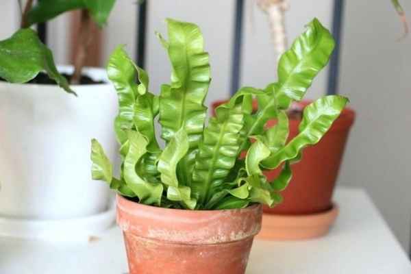 Асплениум - уход в домашних условиях, фото, виды, размножение