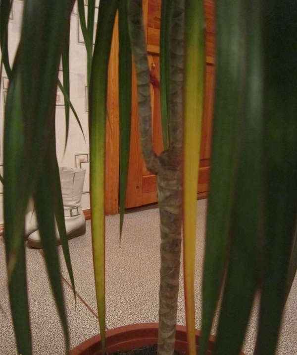 Почему у драцены желтеют и опадают листья - болезни драцены фото и их лечение