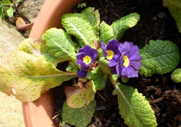 Примула комнатная: уход в домашних условиях, фото, размножение, болезни