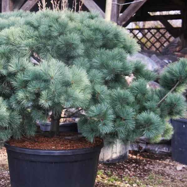 Сосна веймутова - фото, описание, особенности ухода и выращивания